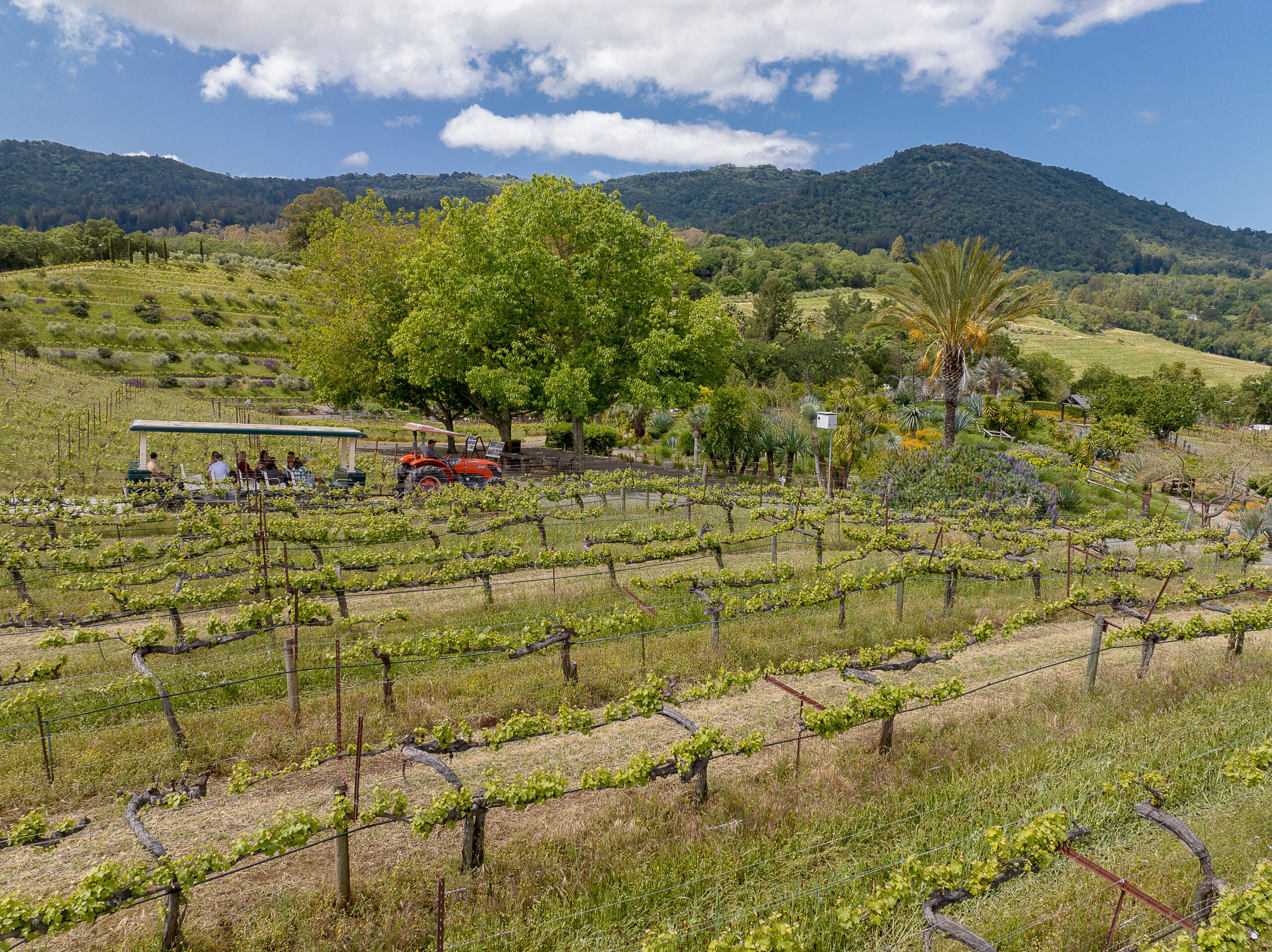 Benziger Wine Tours Benziger Family Winery Benziger Wine Tastings
